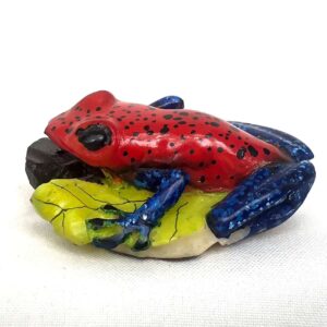 Rana pati azul- Tagua